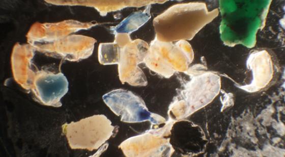plastic pollution, ocean pollution, plastic in ocean, microscopic plastic in ocean, Zooplankton, Great Pacific garbage patch